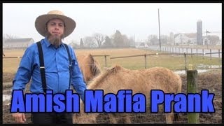 amish maffia mary fogyás