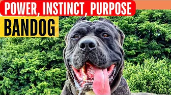 BANDOG: bred for work