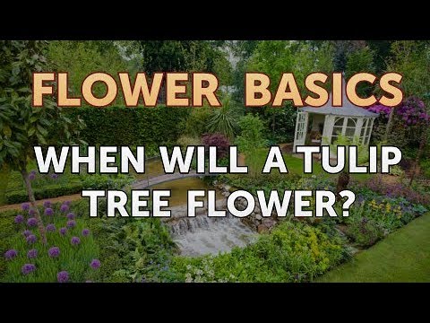 Video: Hoe lang duurt het voordat een tulpenboom bloeit?