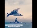 قلبي يرف