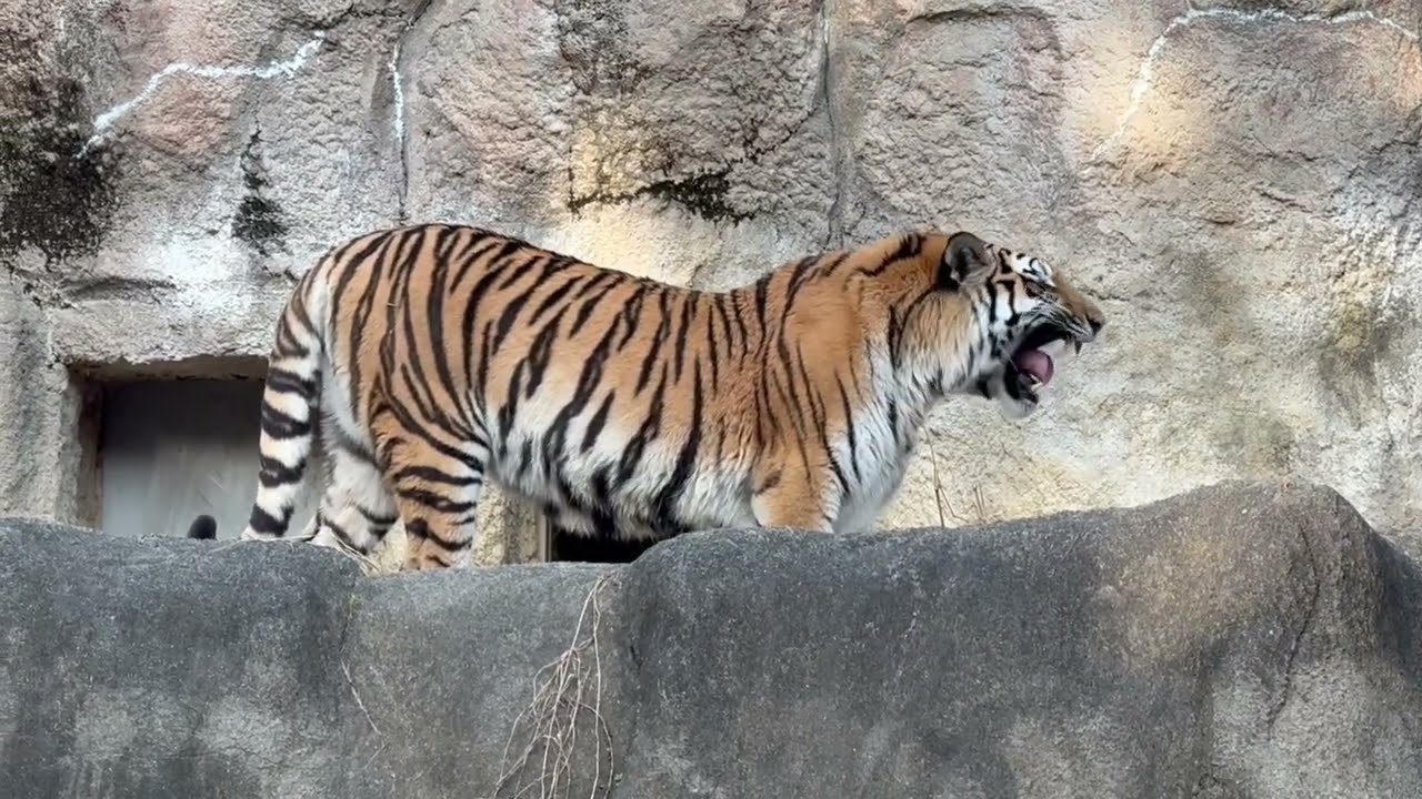ワタシのオニク何処〜〜！！っとサーシャちゃん⁈ 今日はサーシャの日　アムールトラ　浜松市動物園にて　2026年2月14日