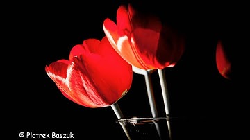 Nikon D90 Timelapse - Flowers