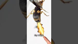 The Exploding Bombardier Beetle: Nature’s Living Flamethrower #BombardierBeetle #Insects