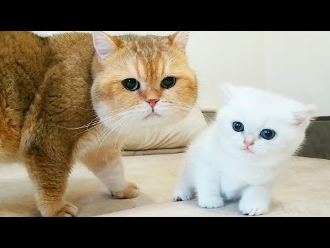 kitty-coco-met-her-dad-william-|-soo-cute-|-british-shorthair