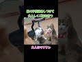 騒ぐ子供達をしつける親猫 #野良猫保護 #三毛猫 #野良猫マリリン