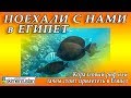 Коралловый риф - то ради чего стоит прилететь в Египет