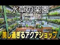 日本トップレベル‼水草を極めし究極のアクアショップ‼　aquarium　アクアリウム　熱帯魚　水槽　水草　流木　メダカ
