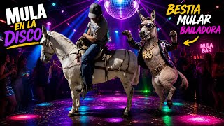 COMPRÉ UNA BESTIA MULAR CON BAILE \\ CHITIN VENEGAS