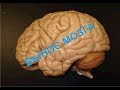 Вынос мозга 22 неокортекс ч2  Савельев С.В. 9 декабря 2017