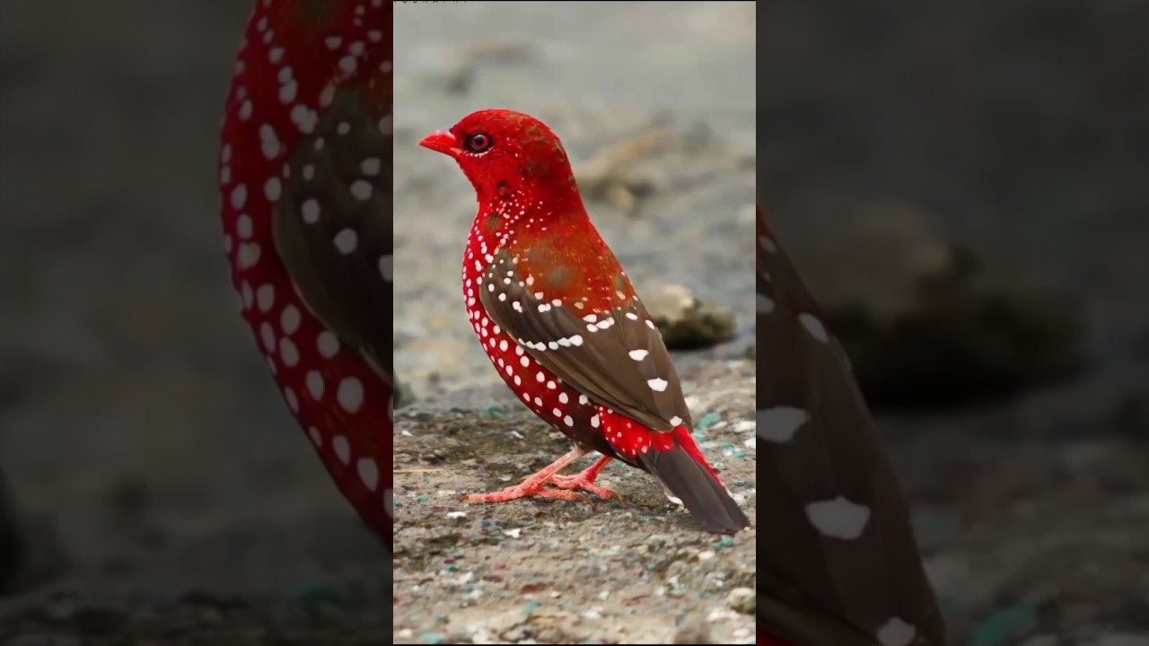 Mesmerizing Flower Garden | Blooming Nature Beauty | 