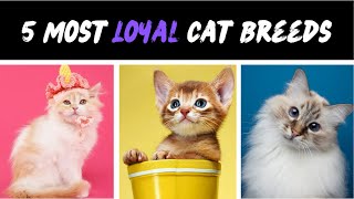 5 Most Loyal Cat Breeds