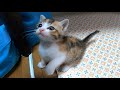 悲しそうな子猫に手を差し伸べると一瞬でご機嫌になりはしゃぎだす。家の中で迷子になった子猫のミコちゃん。【赤ちゃん猫】【保護猫】