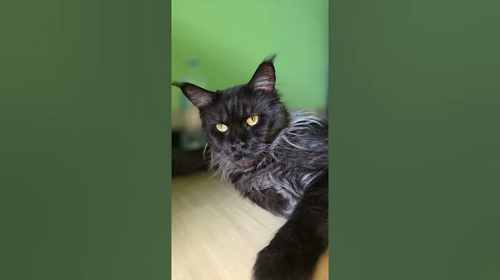 Video 9542631: maine coon black silver, mainecoon
