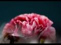 この世の花 konoyo no Hana