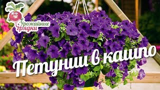 Петунии в кашпо #urozhainye_gryadki