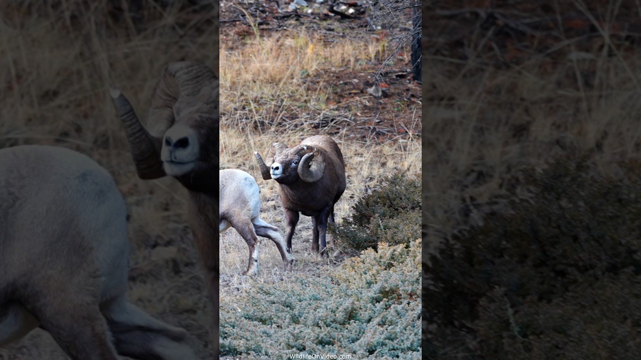 Huge Bighorn Boss Asserts Himself During Rut
