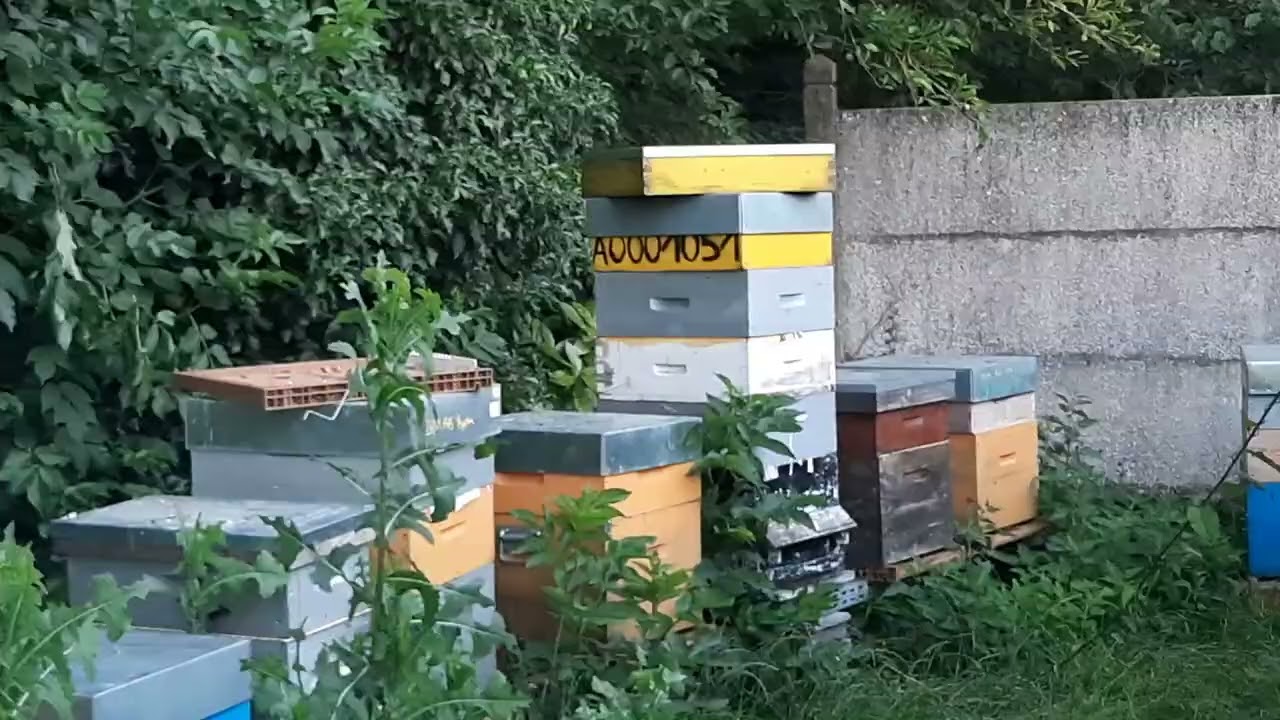 Le retour de la miellée 😁