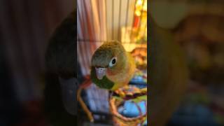 Another Bird Spongebob