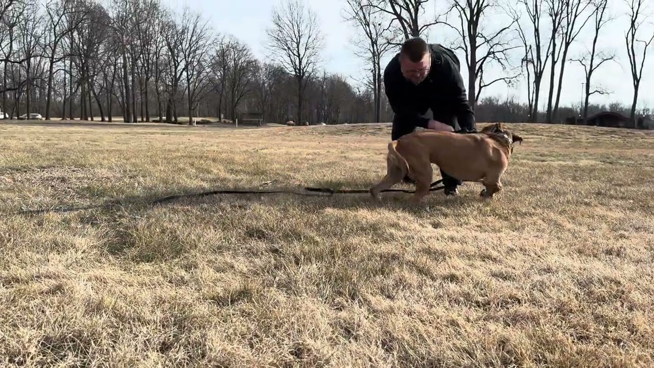 Adoptable Fritz & New handler Logan learning how to play 