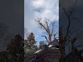 枝先を吊り切り