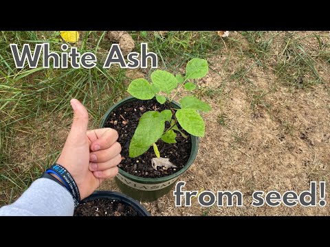 Video: White Ash Tree Feiten en Informatie: Hoe Een White Ash Tree Te Kweken