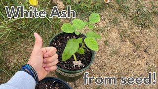 How To Grow A White Ash Tree From Seed