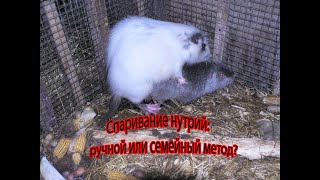 видео: РУЧНОЙ ИЛИ СЕМЕЙНЫЙ МЕТОДЫ СПАРИВАНИЯ НУТРИЙ. Что выбрать? картинка: РУЧНОЙ ИЛИ СЕМЕЙНЫЙ МЕТОДЫ СПАРИВАНИЯ НУТРИЙ. Что выбрать?