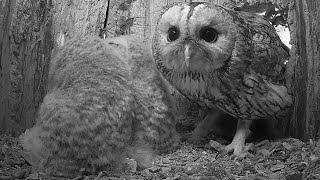 Tawny Owl Dad Spends Time With His Foster Owlets  Special Moment | Luna & Bomber | Robert E Fuller