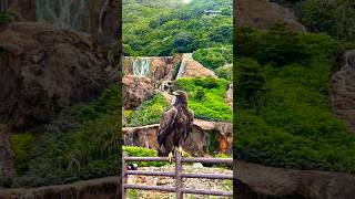 @Beautiful water Park #park #waterfall #birds #butterfly #bubbles #ai #aivideo #aigenerated #eagle