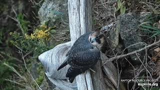 Great Spirit Bluff Falcons cam. Chance in the morning  - explore 07-24-2021