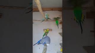 Parrot egg hatching