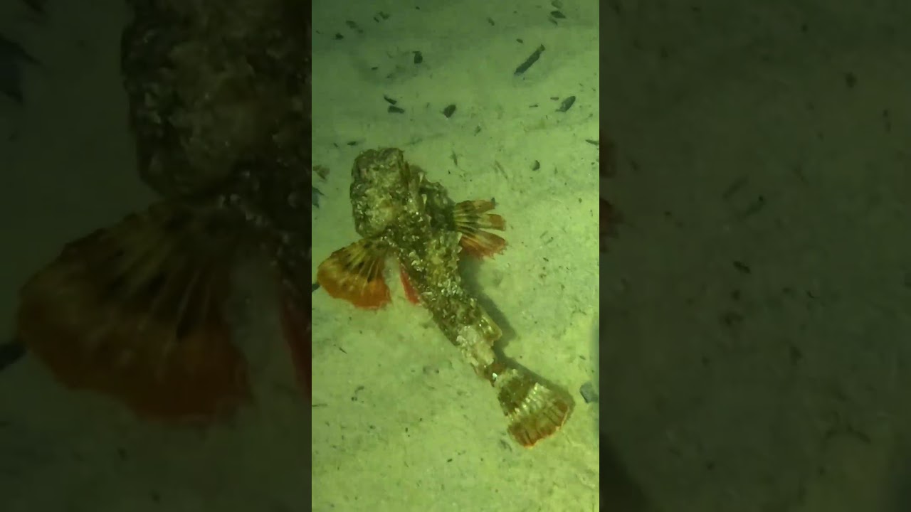 pez escorpión - rascacio