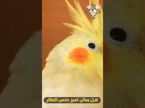 فيديو: هل oiseau مذكر أم أنثوي؟