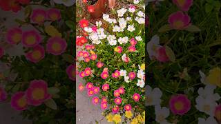 summer flowers #colourful  #flowers  #portulika  #moss rose  #gardening  #nature  @Sangisgarden