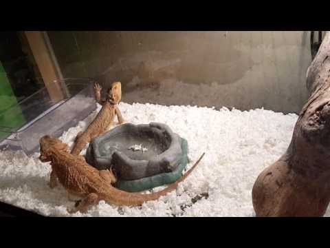 Bearded Dragons Courting