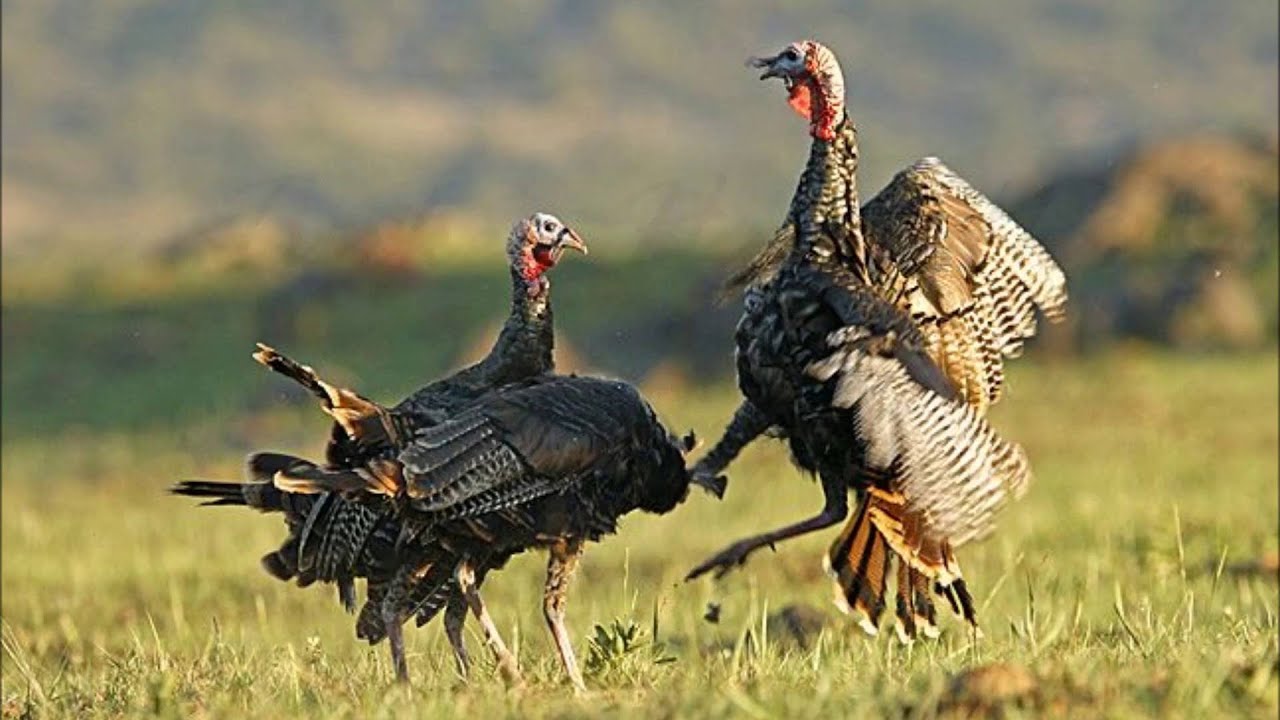 Iowa Turkey Hunting YouTube