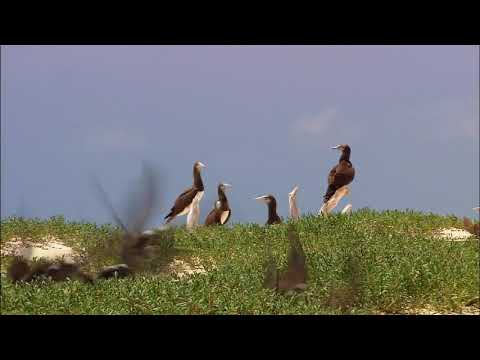 Windows 7 Wildlife Sample Videos Full Version ( No Music Only Sounds Effects ) 720×1280 60FPS