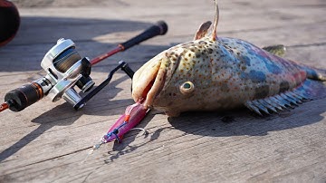 Câu Cá Mú Nha Trang