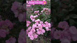 #saveukrain 🇺🇦🙏Ще рясно квітнуть 🌹🌹🌹 троянди Зе Фейрі, 26.10.25 #разомдоперемоги #славазсу 💙💛💙💛💙