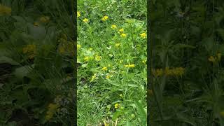 Planting mustard seeds = cabbage white (Pieris) maxxing