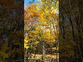 Beautiful New York autumn foliage with noise sounds