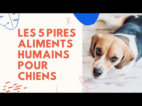 Vidéo: Pires fruits et légumes pour chiens