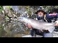 Pesca del chinook chiloé chile derrota y devolucion del gran monstruo de Río