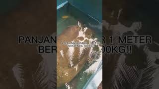 BULUS RAKSASA GILA ! #shorts #short #shortvideo