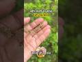 🌿 तुलसी जी की नवीन मंजरी का महत्व और चमत्कार | प्रेमानंद जी महाराज | EduPride Hub #shorts