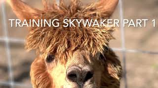 Training Skywalker - Part 1 by Gulf Breeze Alpaca Ranch & Lodging 125 views 1 year ago 3 minutes, 12 seconds