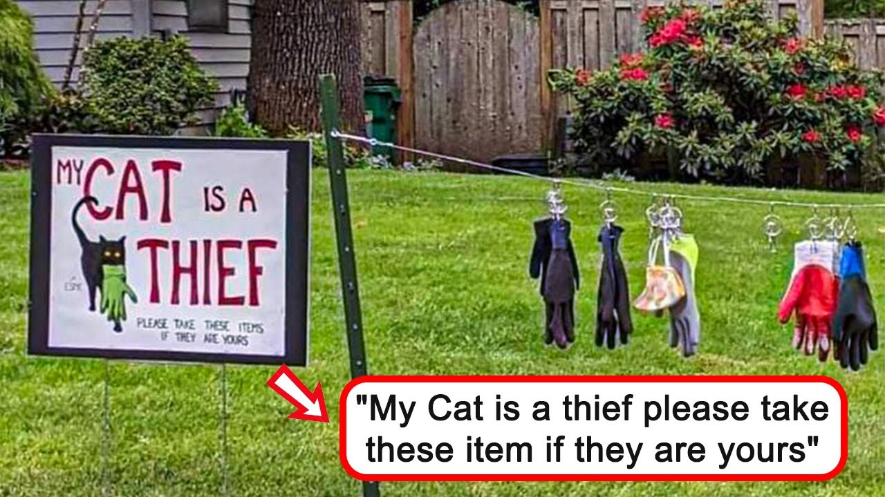 Signs In The Wild, Hilariously Chaotic, Begging To Be Shared