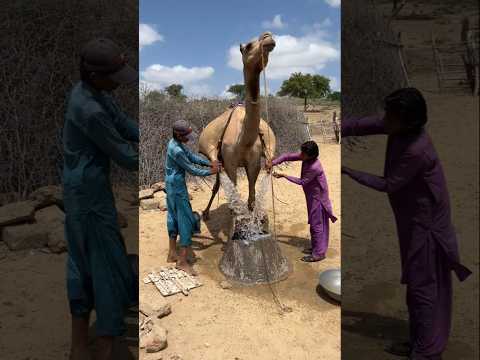 رأى الأخوان أن الجمل قد تحم ل عبء الماء فبدآ بسرعة يعصران الماء من القماش