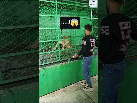 دخلت حديقة الحيوانات في مهرجان حمص السلام في أسد اكسبلور دويتو اهميه Like ترند النظافه Trend