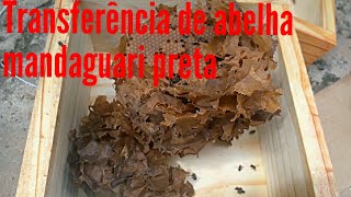 Transferência De Abelha Mandaguari Preta Scaptotrigona Postica